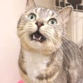 腹減り猫ちゃん、どんな時でもお返事はする