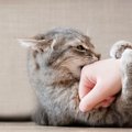 『気性が激しい猫』に当てはまりやすい特徴5つ　怒りっぽくなる理由や心が…
