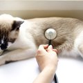 猫のお腹が『グルグル鳴っている』ときの原因3つ　病気が隠れているこ…