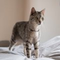 猫が『お布団に粗相』するのはなぜ？3つの理由と、どうしてもやめさせたい…