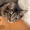 先住猫が大好きな新入り猫→後をついていき…思わず頬がゆるんでしまう…
