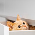 猫が思わず入りたくなる『場所やモノ』5選　姿が見えないときはここにいる…