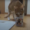 喉が乾いたにゃ〜！コップからお水を上手に飲む猫ちゃん♪