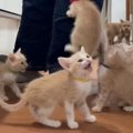 ごはんの準備を始めると、『子猫たち』が…想像を超える『全力アピール』に…