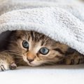 猫がいない！家の中で猫を探す４つの方法