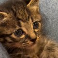 足の上でくつろぐ子猫→『手をパー』にして見せると…尊い光景が1287万…