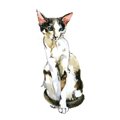 【獣医師監修】セイシェルワってどんな猫？猫種の性格や飼う前の注意点・…