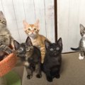 生後７週を迎えた子猫たちの記念撮影→『一箇所に集めた』結果…可愛す…