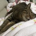 猫ってどこでも寝る…！猫がくつろぎがちな場所３選