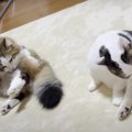 不思議！親子猫さんたちの毛づくろいがシンクロしすぎな件