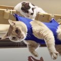 お洗濯物？いいえ、猫です。グルーミングハンモック登場！