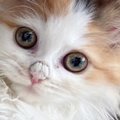 猫の『鼻にできたカピカピ』を病院で取ってもらった結果…印象が全然違う『…