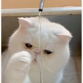 流れ落ちる水を狙う猫→思いっきりパンチを繰り出すと…思わず笑っちゃ…