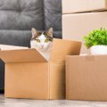 愛猫と『引っ越し』をするなら注意すべきこと3つ　起こりうるトラブルから…