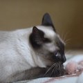 憧れは止まらニャい！フワフワをトコトン追求する猫ちゃん