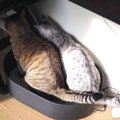 猫が使いにくいトイレとその理由３つ