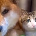 『お腹を壊した犬』のために猫が『看病』に来て…尊すぎるツーショット…