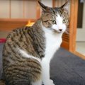 オス猫ちゃんの三毛疑惑！？果たして結果は…？