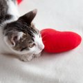 猫と暮らせない愛猫家が『猫愛を満たす』ための5つの方法　寂しさを埋めて…