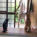 お出かけ時の『猫と犬の反応の違い』撮ってみた結果…あまりの温度差が微笑…