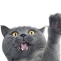 愛猫を『触ったら引っかかれた』ときの猫の言い分3選　触り方やタイミ…