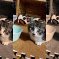 愛猫との死別を越え舞い降りたご縁……ティアとの幸せな暮らし