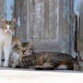 「藍島」は博多から日帰りできる猫島！魅力や行き方、観光スポットを…