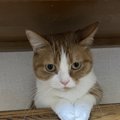 猫が飼い主に『バレないように』していること３つ