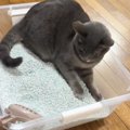 自分のくつろいでいる場所が『トイレ』だと気づいた猫…爆笑必至の『突然の…