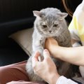 猫に嫌われる10の行動