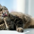 シニア猫が発症しやすい『甲状腺機能亢進症』の知識3つ　主な原因や見逃し…