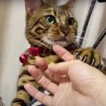 飼い主さんの手をおさえて離さない猫さん♡