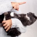 猫への『虐待』になっている絶対NG行為4つ！悪意がなくてもストレスを…