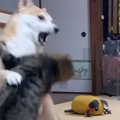 犬と共に暮らすネコたち→遊びが白熱して、喧嘩勃発かと思いきや…平和…