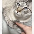 前足のすきまに指を入れてみたら、猫が……想定外の『可愛すぎる仕草』に5万…