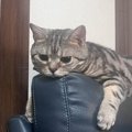 奥さんの実家の猫をあずかって『2日目』になると…まさかの光景に「うらや…