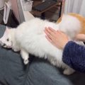 『お尻を叩かれまくって悶絶しちゃう猫』気持ち良すぎてクネクネしち…