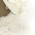 暑い日、ふと『ソファの上にいる猫』を見たら…とんでもなく可愛い『寝…
