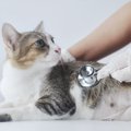 猫が何度もかかってしまう『再発しやすい4つの病気』完治が難しいなら…