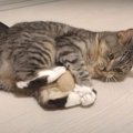 全力で蹴る！猫ちゃんの毛で出来た大きな毛玉ボール♪