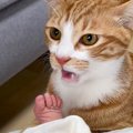 猫が初めて『赤ちゃんの足のニオイ』嗅いだ結果…まさかの"クセに…