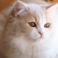 ラガマフィンの目の色は何色？種類や毛の色との関係、オッドアイも解説