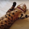 朝からクネクネ猛アピール♡可愛すぎる猫ちゃん♪