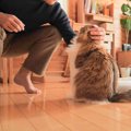 猫がテレワーク中のパパと遊びたくて…『猛アピール』する様子が可愛す…