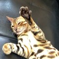 態度が豹変！想定外過ぎる猫の行動４つ