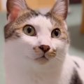猫に『大好きだよ』と伝えた結果…涙が出るほど愛おしい『リアクション』が…