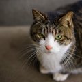 猫から『頼りにならない』と思われてしまう人の残念な特徴5選　猫をガ…