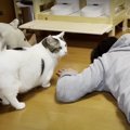 猫ちゃんにドッキリ企画☆パパさんが倒れてたらどうする？