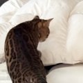 優しくパパを起こす猫→二度寝されそうになった結果…『爆笑の展開』が53万…