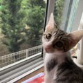 猫が窓の外を眺めている時に見ているもの４つ